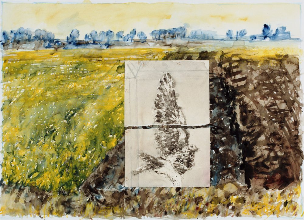 Harry Visser | Landschap met opgeplakte meeuw | aquarel